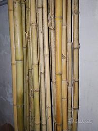 Canne bamboo