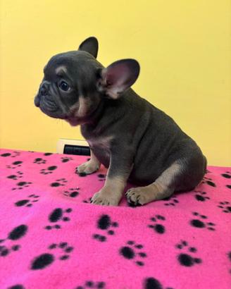 Cuccioli esotici di Bulldog francese