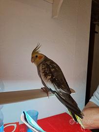 Clopsite di 8 mesi allevata a mano