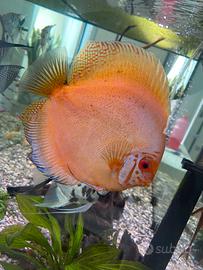 Pesce discus