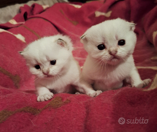 Gattini di razza Scottish con pedegree