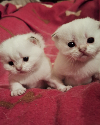 Gattini di razza Scottish con pedegree