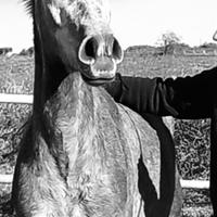 Puledra araba egiziana