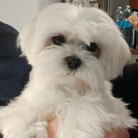 Maltese coreano stallone da monta - pedigree enci