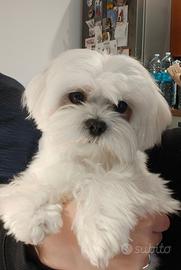 Maltese coreano stallone da monta - pedigree enci