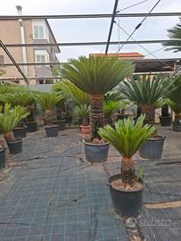 Cycas revoluta da collezione