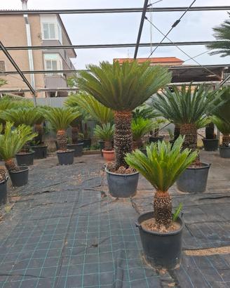 Cycas revoluta da collezione
