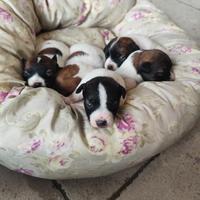 Jack russel