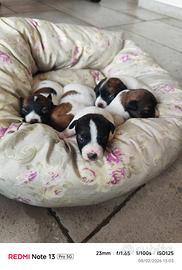 Jack russel