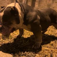 Top AmericanBully Pocket Extreme