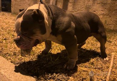 Top AmericanBully Pocket Extreme