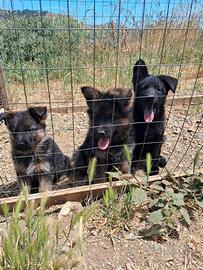 Cuccioli pastore tedesco