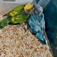 Parrocchetto dal collare pezzato