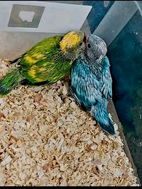 Parrocchetto dal collare pezzato