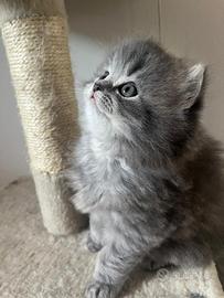 Gattino Scottish Fold
