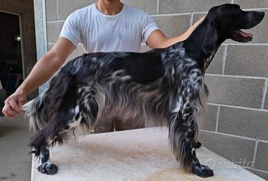 Setter inglese