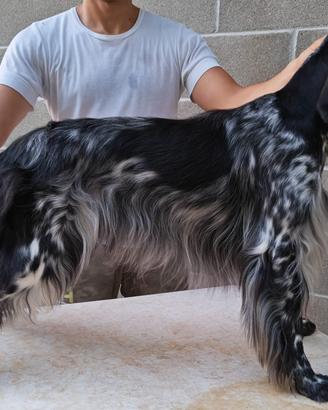 Setter inglese