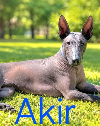 Cucciolo di Xoloitzcuintli