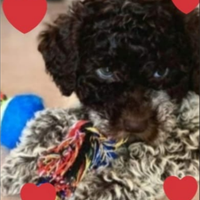 Cuccioli Lagotto romagnolo pedigree Roy Natale