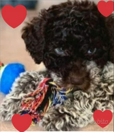 Cuccioli Lagotto romagnolo pedigree Roy Natale