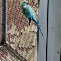 Parrocchetto dal collare