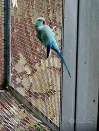 Parrocchetto dal collare