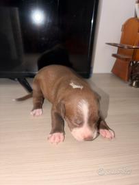 Cucciolata american pitbull red nose