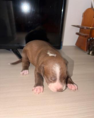 Cucciolata american pitbull red nose