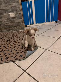 Chihuahua maschio