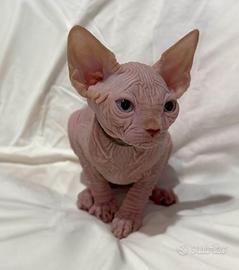 Sphynx