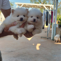 Spitz volpino della Pomerania .per informazioni so