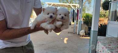 Spitz volpino della Pomerania .per informazioni so