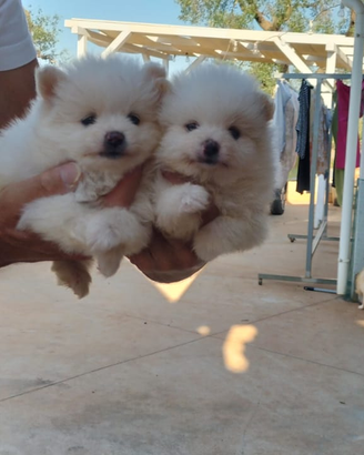 Spitz volpino della Pomerania .per informazioni so