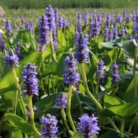 Pontederia cordata piante acquatiche laghetto