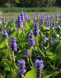 Pontederia cordata piante acquatiche laghetto