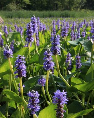 Pontederia cordata piante acquatiche laghetto