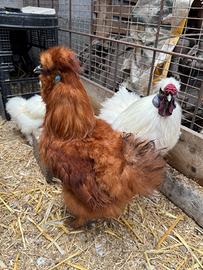 Galline e galli Moroseta
