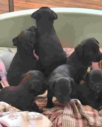 CUCCIOLI SIMIL SCHNAUZER NANO NERO