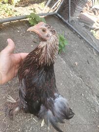 Coppia gallo e gallina bantams