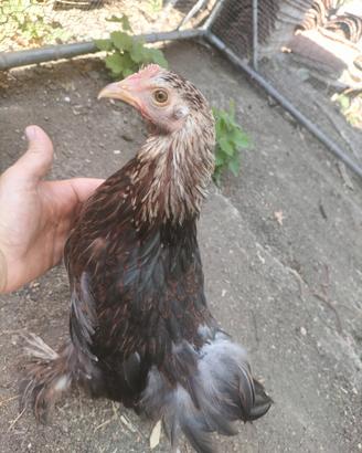 Coppia gallo e gallina bantams