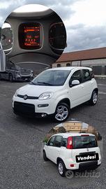 Panda Hybrid  Anno 2024