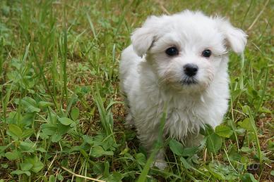 Moon maltese toy