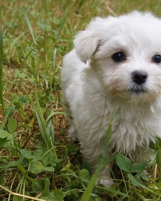 Moon maltese toy