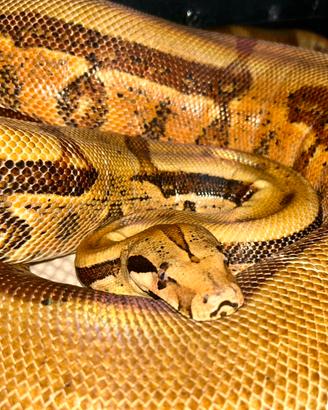 Coppia boa hypo jungle het blood khal