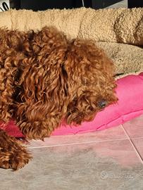 Barboncino Red per Accoppiamento - Monta