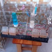 Cocoriti maschi per riproduzione