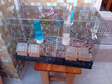 Cocoriti maschi per riproduzione