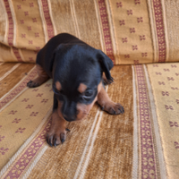 Cuccioli pinscher nani