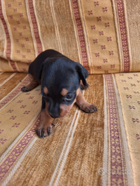 Cuccioli pinscher nani