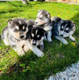 Cuccioli di Siberian Husky